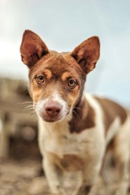 Read Brown and White Mixed Breed Dog Journal: 150 Page Lined Notebook/Diary -  file in PDF