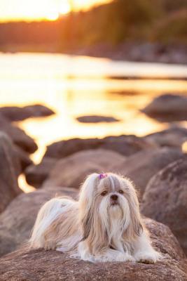 Read Shih Tzu: Artified Pets Journal/Notebook/Diary, 160 Pages -  | ePub