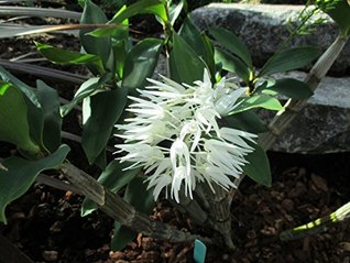 Full Download Dendrobium speciosum from the Orchid family with 28000 species . - W. Tohme | PDF