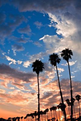 Download Palm Trees at Sunset in Santa Barbara California USA Journal: 150 Page Lined Notebook/Diary -  | PDF