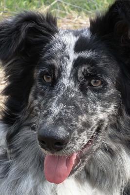 Download So Sweet Black and White German Sheepdog Pet Journal: 150 Page Lined Notebook/Diary -  file in ePub