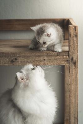 Full Download Persian Mother Cat and Baby Kitten Journal: 150 Page Lined Notebook/Diary -  | ePub