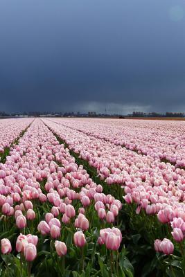 Full Download View of a Lovely Pink Tulip Field in the Netherlands Journal: 150 Page Lined Notebook/Diary -  | ePub