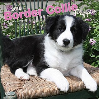 Full Download Border Collie Puppies 2018 12 x 12 Inch Monthly Square Wall Calendar, Animals Dog Breeds Collie Puppies (Multilingual Edition) - file in PDF