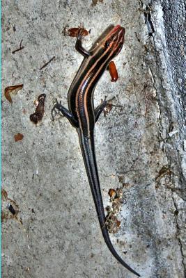 Full Download The Skink Lizard Journal: 150 Page Lined Notebook/Diary - file in ePub