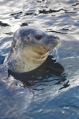 Read Portrait of a Sea Lion Journal: 150 Page Lined Notebook/Diary - file in ePub