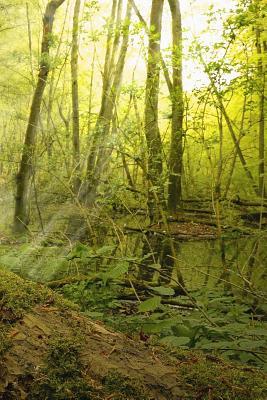 Read Online Enchanted Woods in the Summertime Journal: 150 Page Lined Notebook/Diary150 Page Lined Notebook/Diary -  | PDF