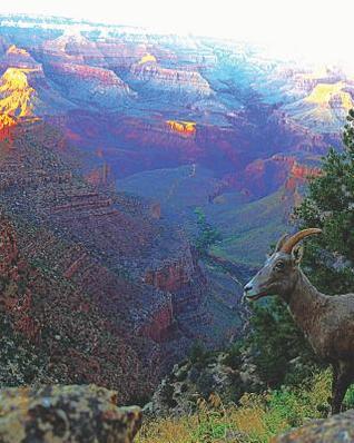 Read Mountain Goat at Grand Canyon: Journal Notebook with blank lined pages for Mountain Goat & Grand Canyon Enthusiasts - Perky Pages file in ePub